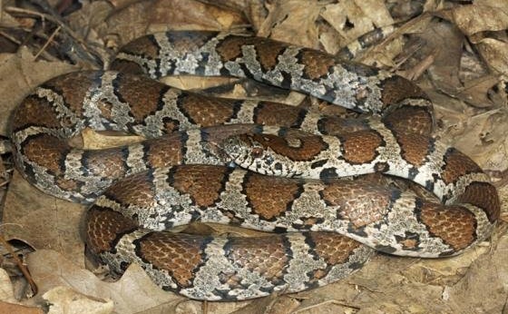 Reptile of the Month: Eastern Milk Snake